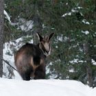 Dans le bois