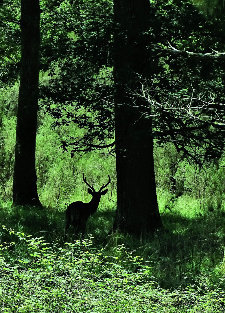 Dans le bois de Chambord