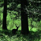 Dans le bois de Chambord