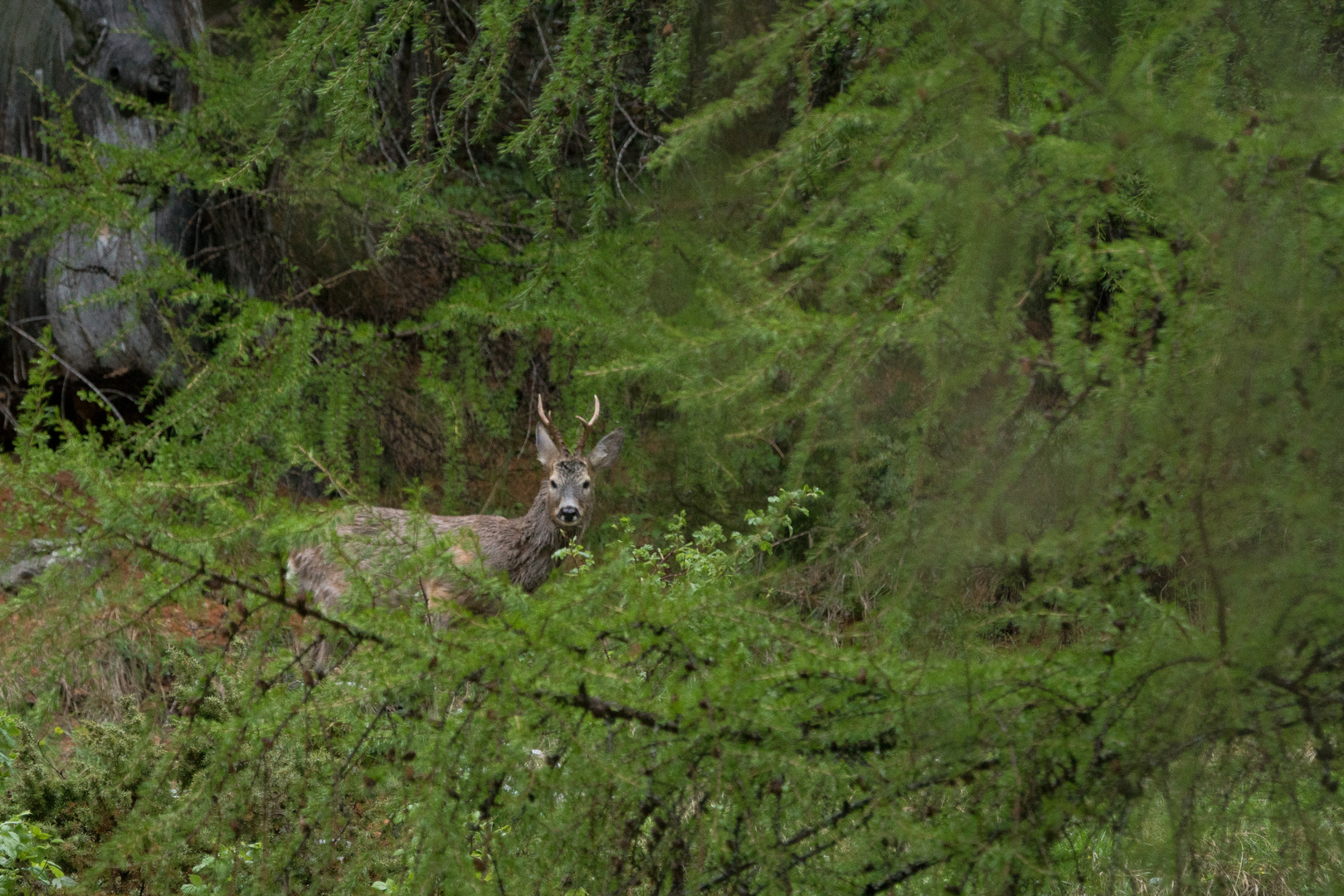 Dans le bois des Mélèzes