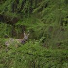 Dans le bois des Mélèzes