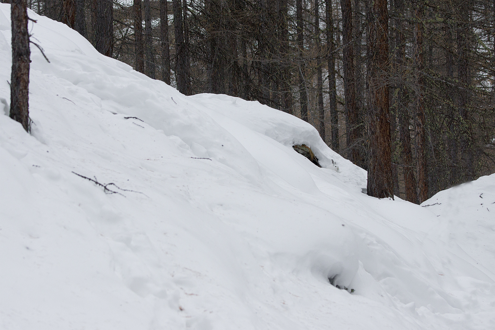 Dans le bois d'hiver 2