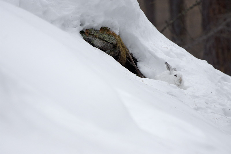 Dans le bois d'hiver 3