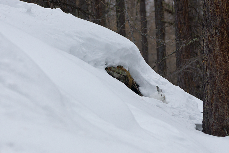 Dans le bois d'hiver.