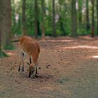 dans le bois du chateau