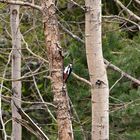 Dans le bois en avril