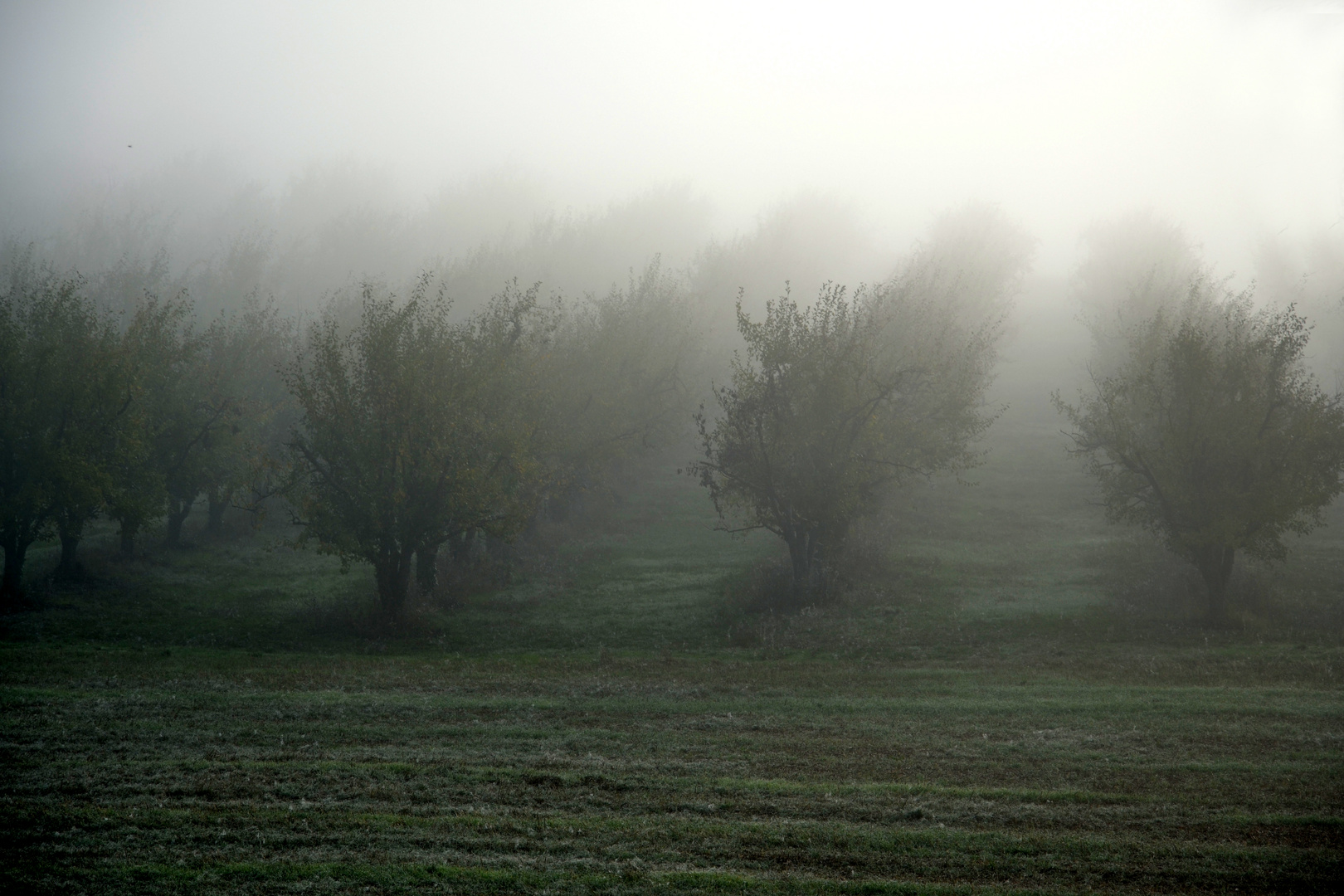 Dans le Brouillard