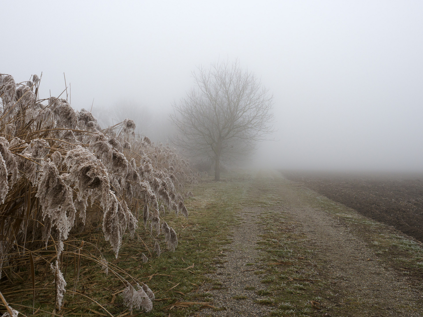 Dans le brouillard