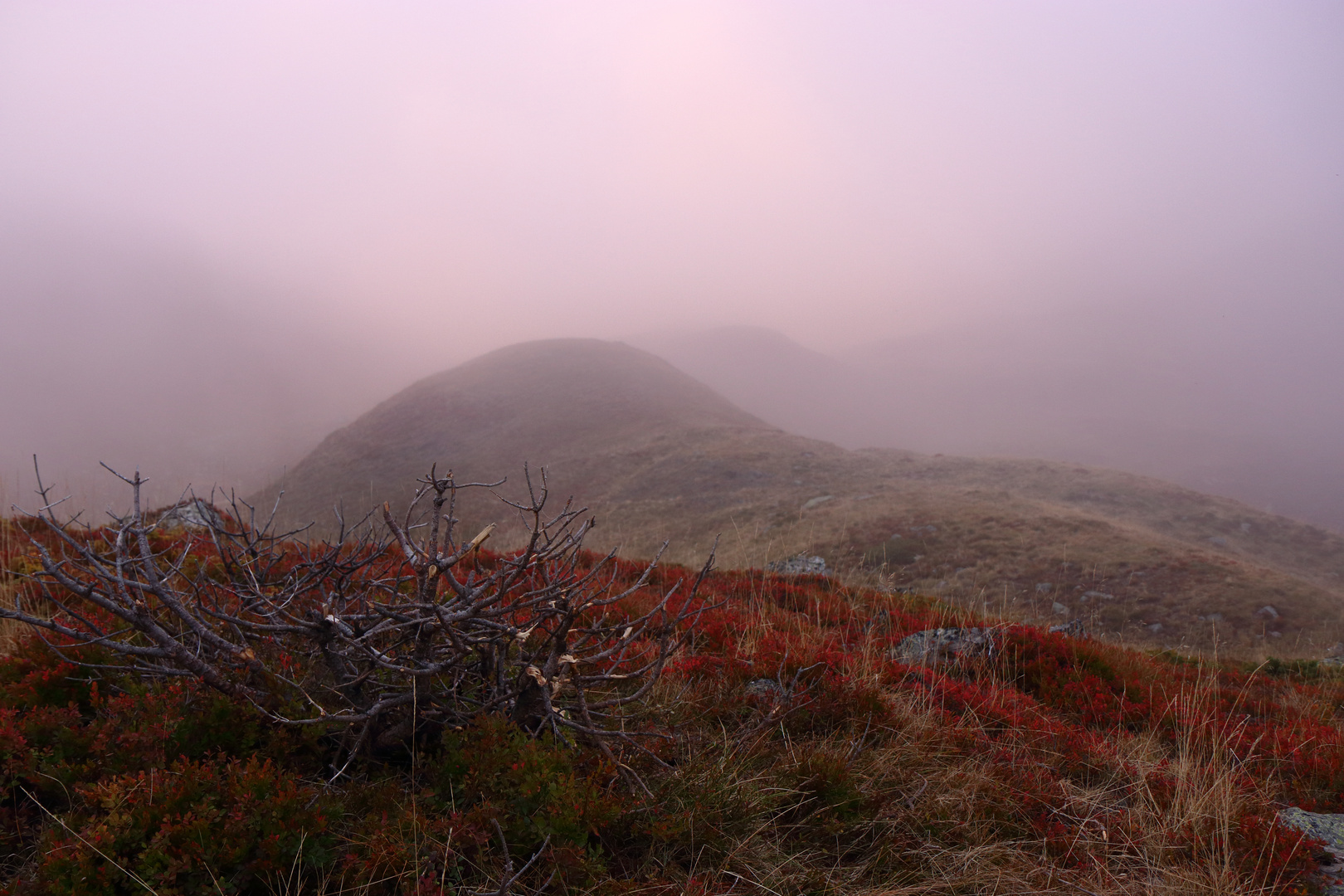 Dans le brouillard