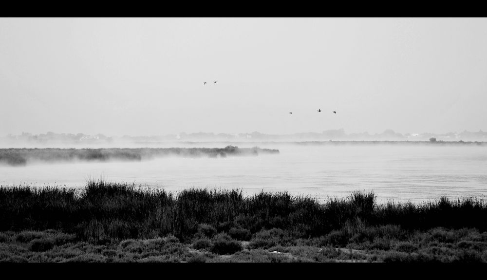 Dans le brouillard de cacahuette 