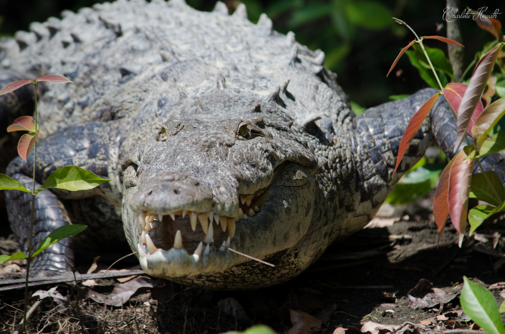 Dans le canal de Tortuguero...