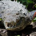 Dans le canal de Tortuguero...