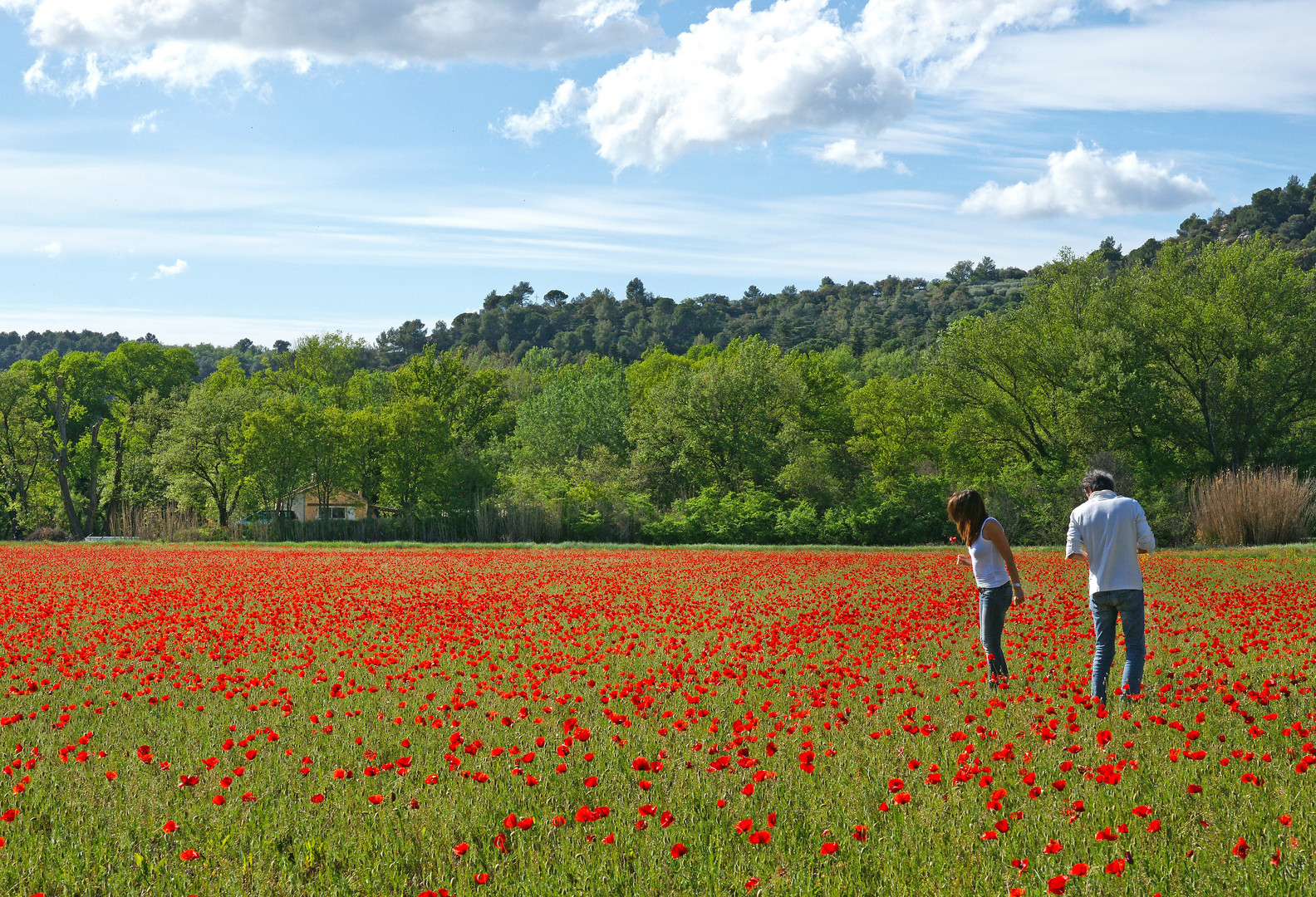 Dans le champ de coquelicots .....