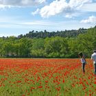 Dans le champ de coquelicots .....