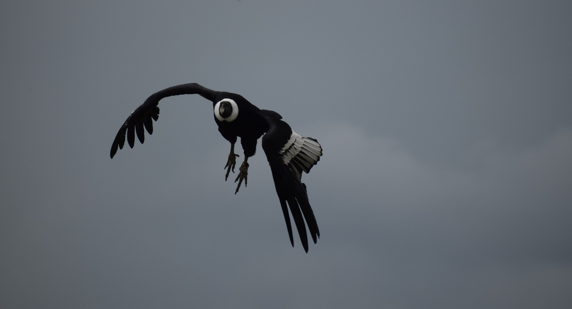 dans le ciel de Beauval 