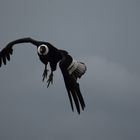 dans le ciel de Beauval 