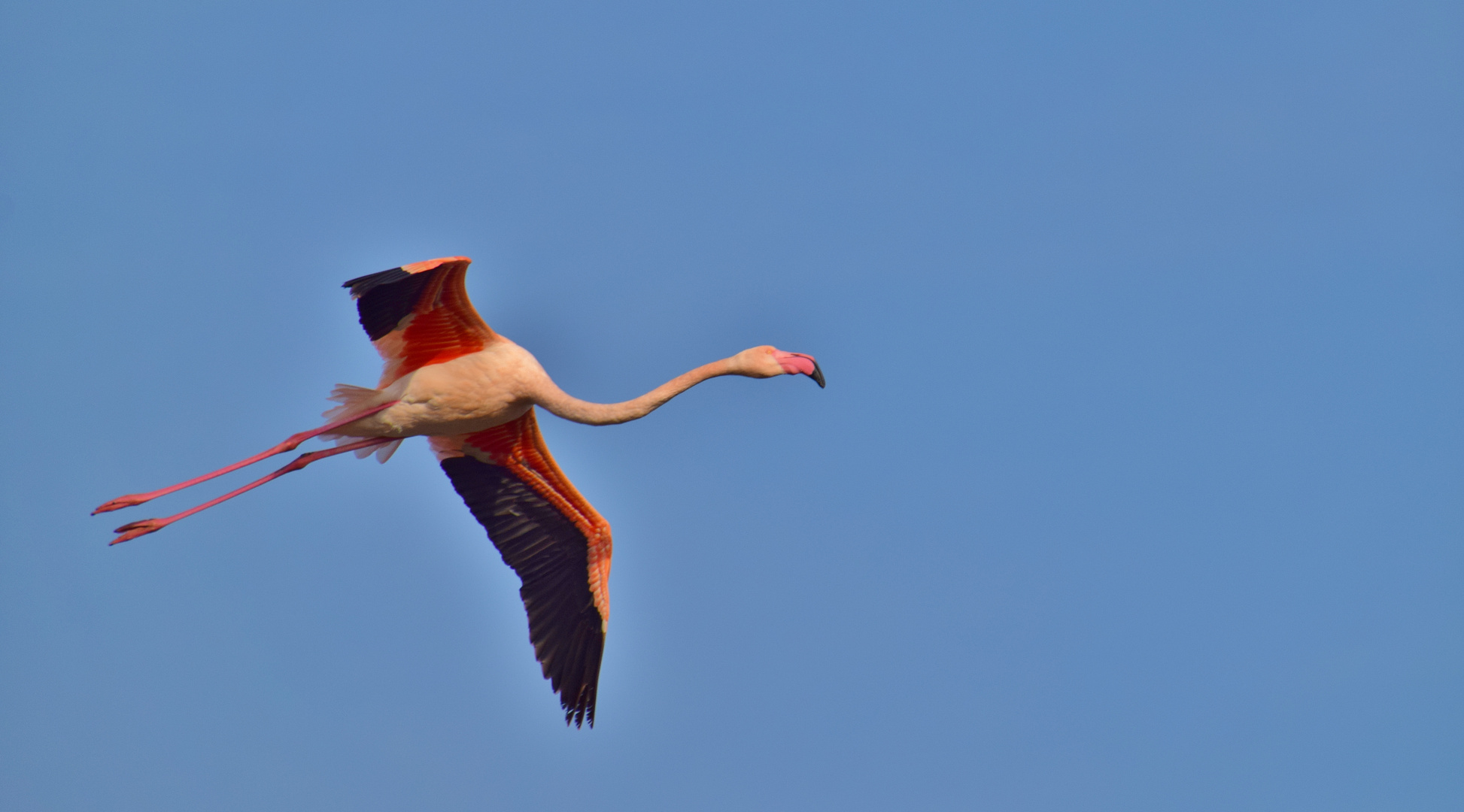 Dans le ciel de Camargue...