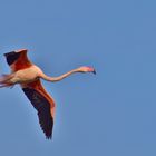 Dans le ciel de Camargue...