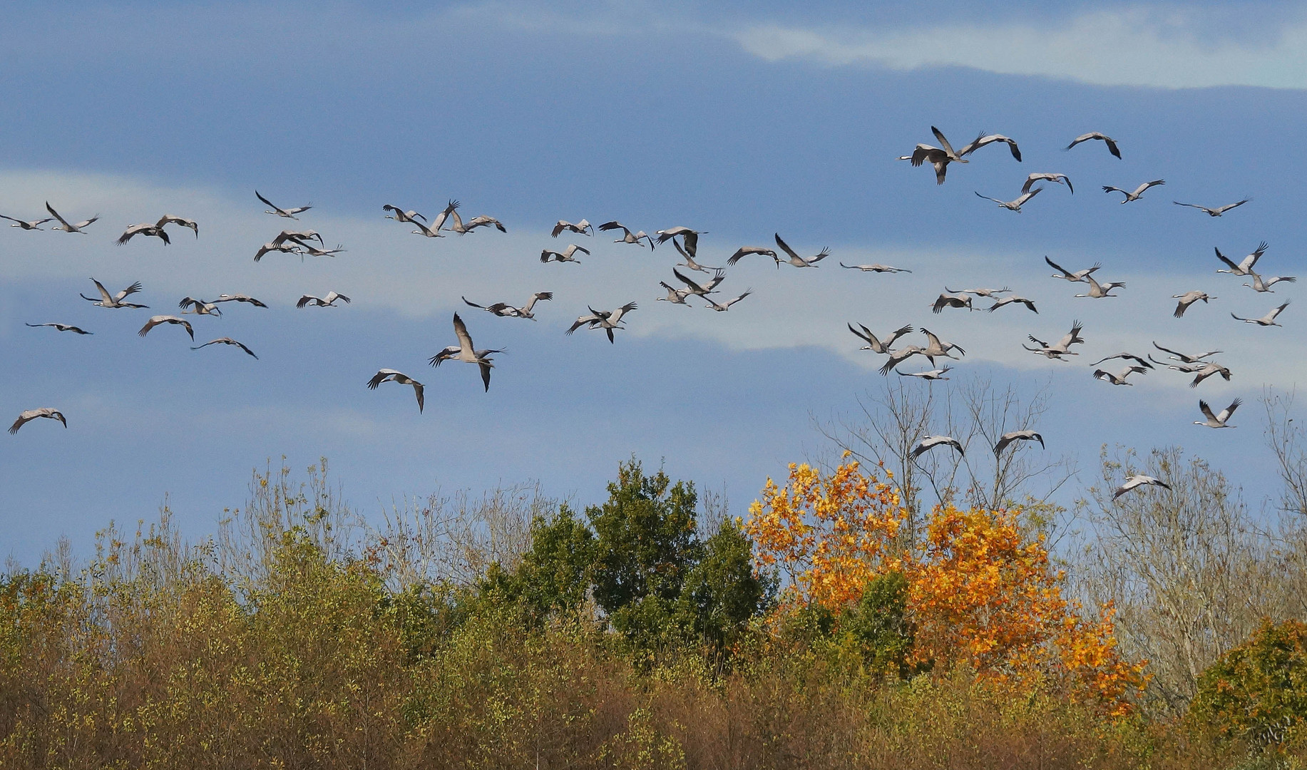 Dans le ciel de novembre.... les grues...