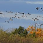 Dans le ciel de novembre.... les grues...