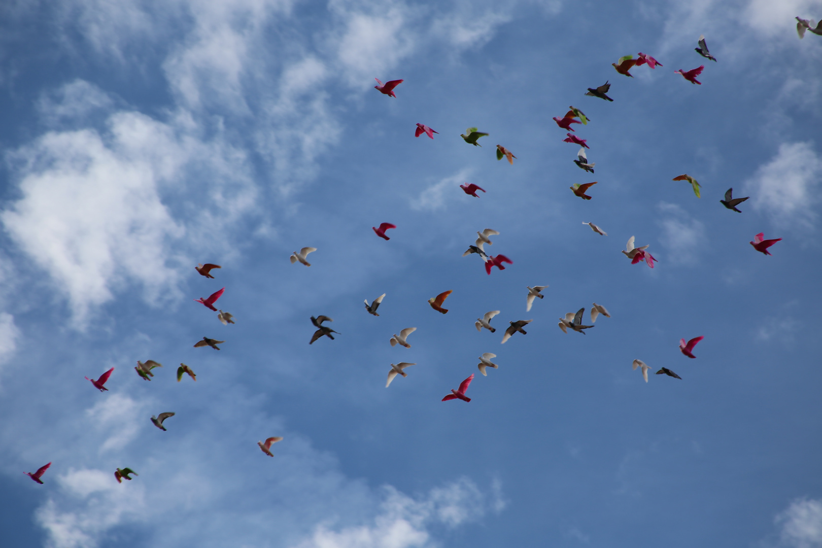 Dans le ciel de Salamanque. Les oiseaux peints !