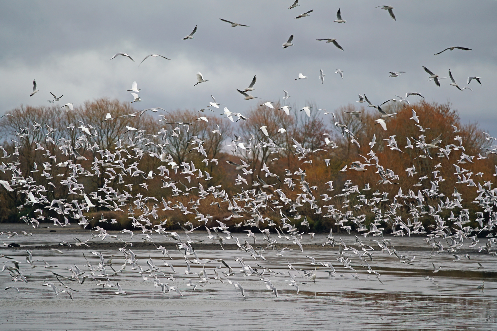 Dans le ciel tourmenté ... des milliers d'oiseaux ....