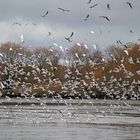 Dans le ciel tourmenté ... des milliers d'oiseaux ....