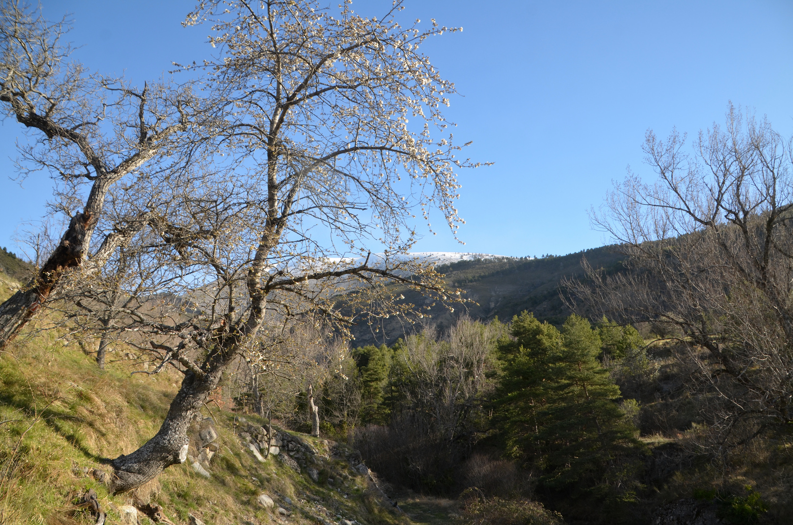 * dans le Col du Défens *