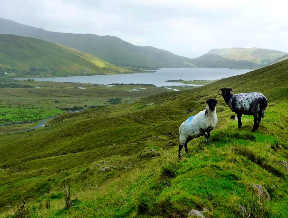 dans le connemara