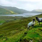 dans le connemara