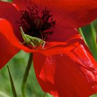 Dans le coquelicot