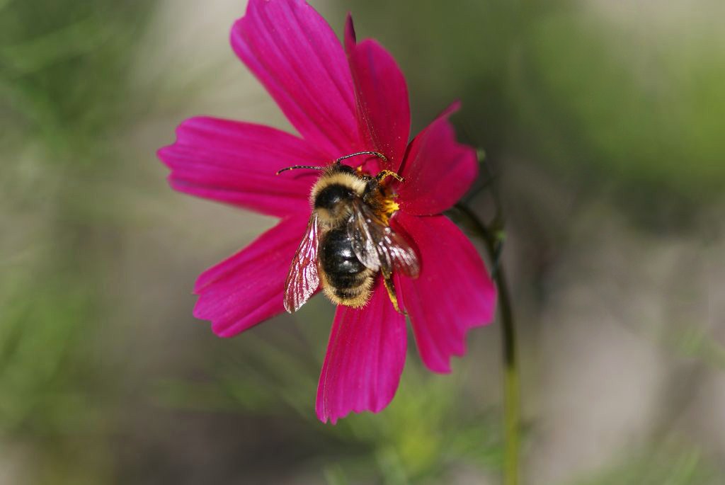 DANS LE COSMOS…