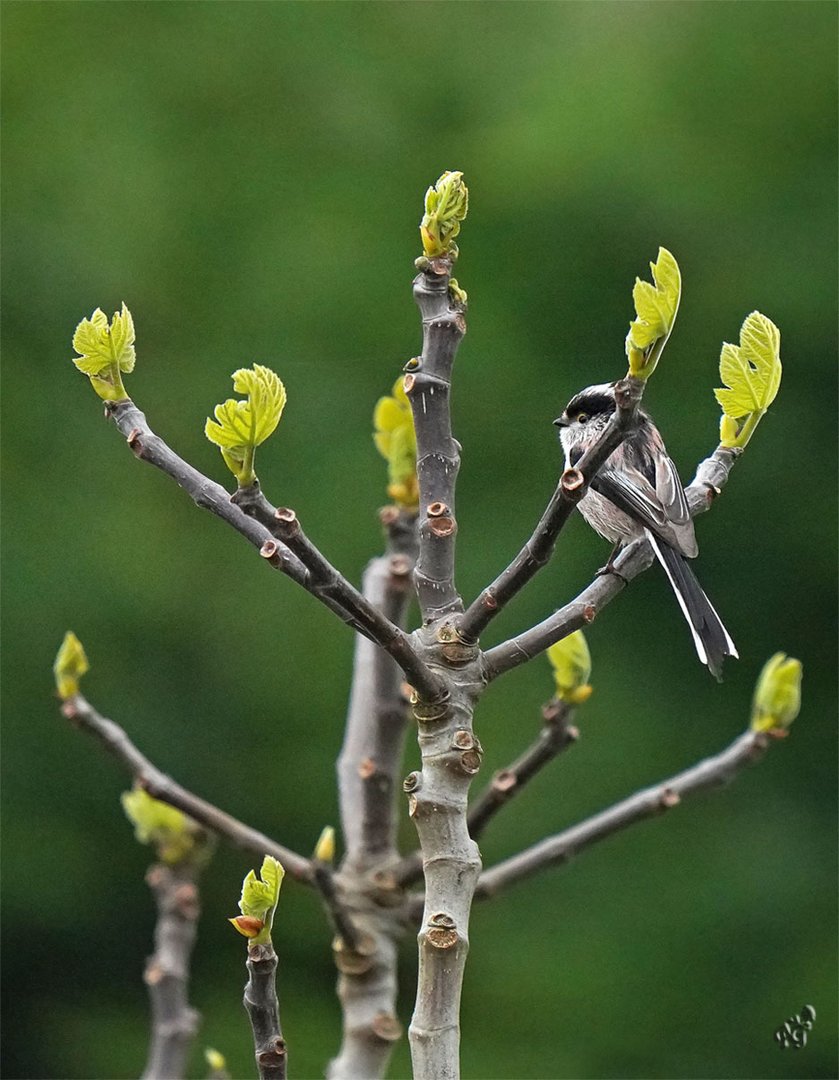 Dans le figuier .... la petite mésange longue queue