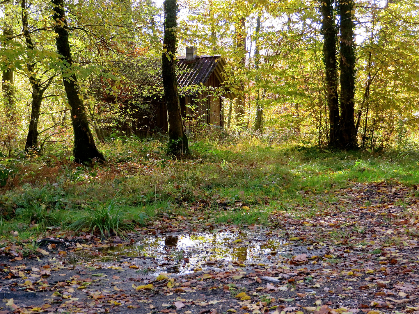 ... dans le Forêt !!!...1