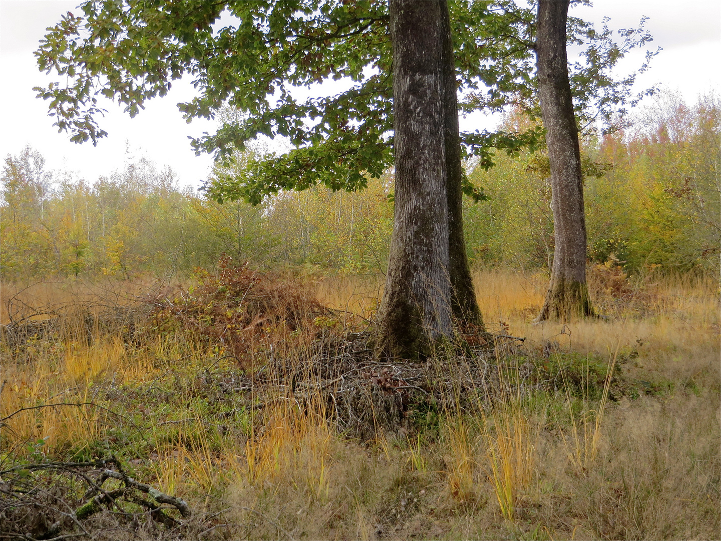 ...dans le Forêt !!!...2