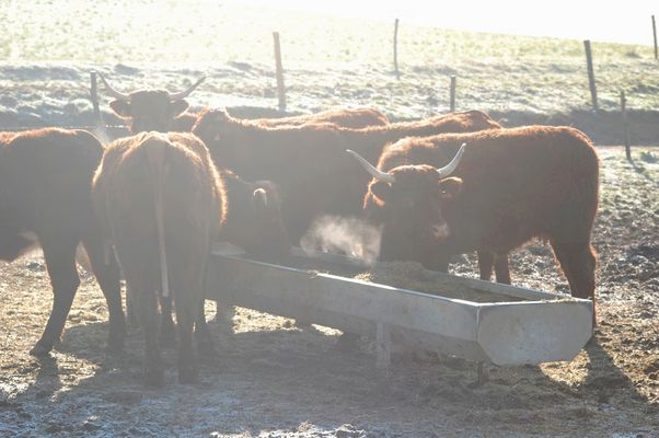 Dans le froid d'un matin d'hiver...