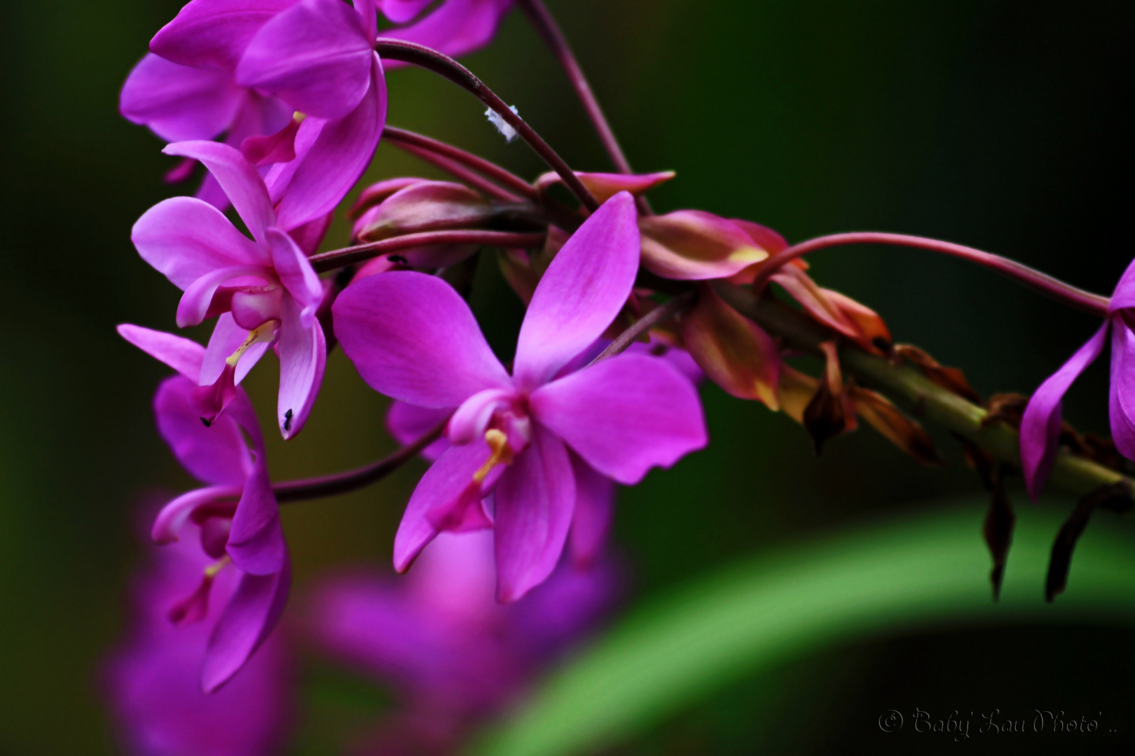 Dans le jardin ..