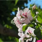 Dans le jardin