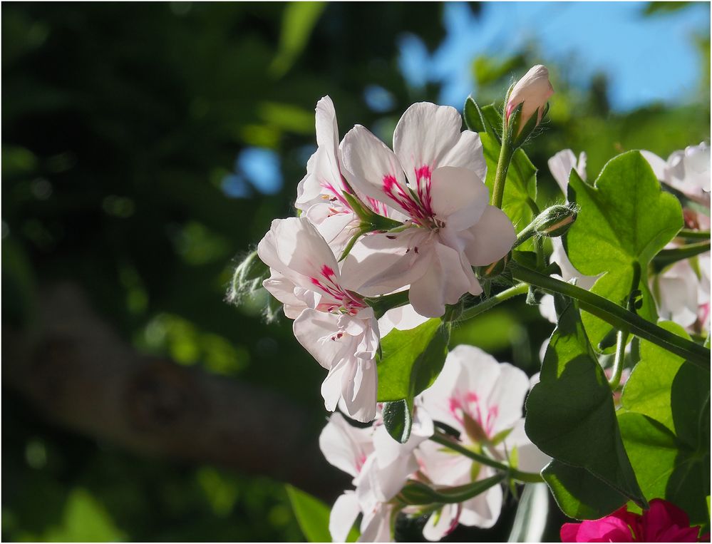 Dans le jardin