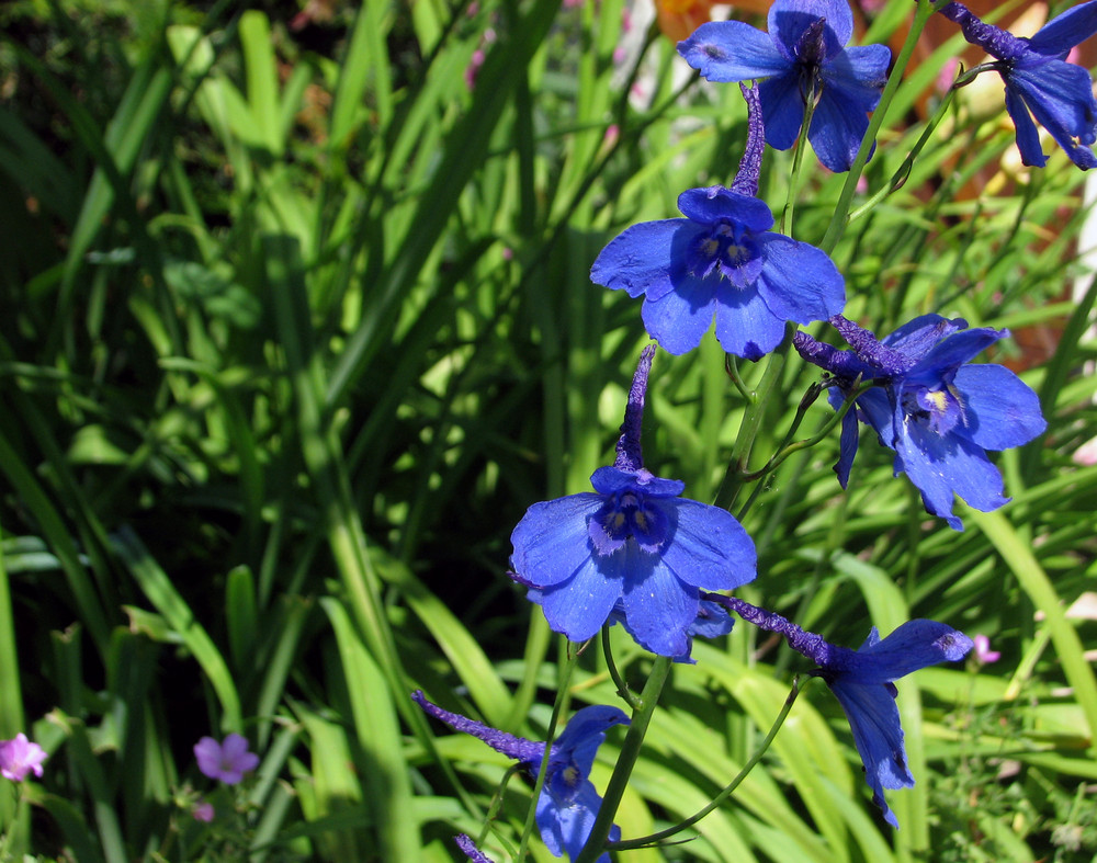 Dans le jardin