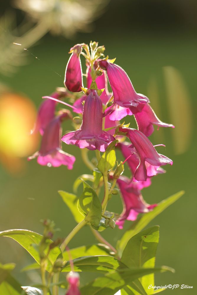 Dans le jardin...