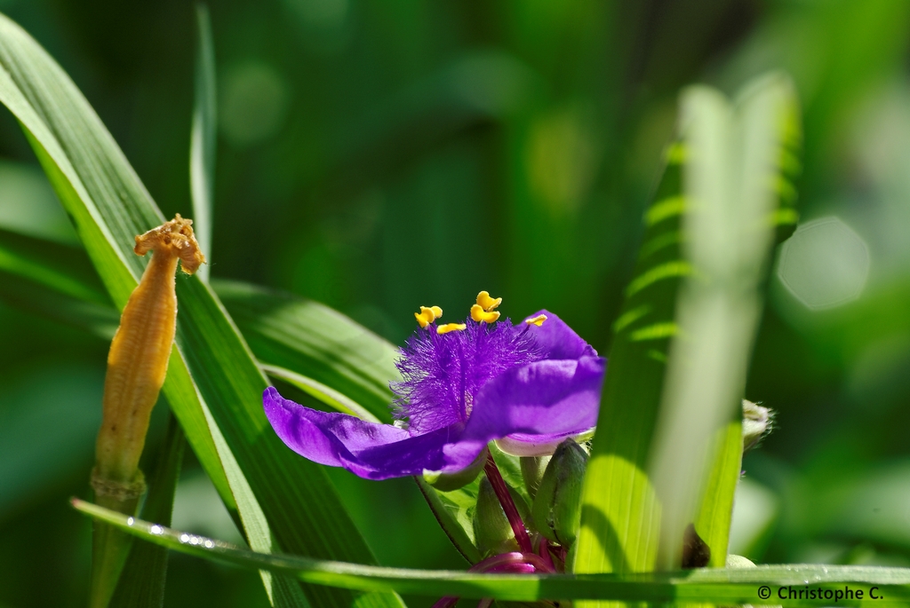 dans le jardin