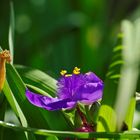 dans le jardin