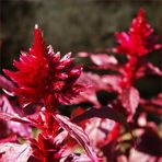 Dans le jardin: célosie  - I m Garten: Celosia Blume