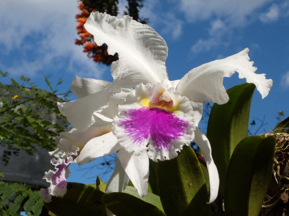 dans le jardin de Caridad