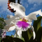 dans le jardin de Caridad