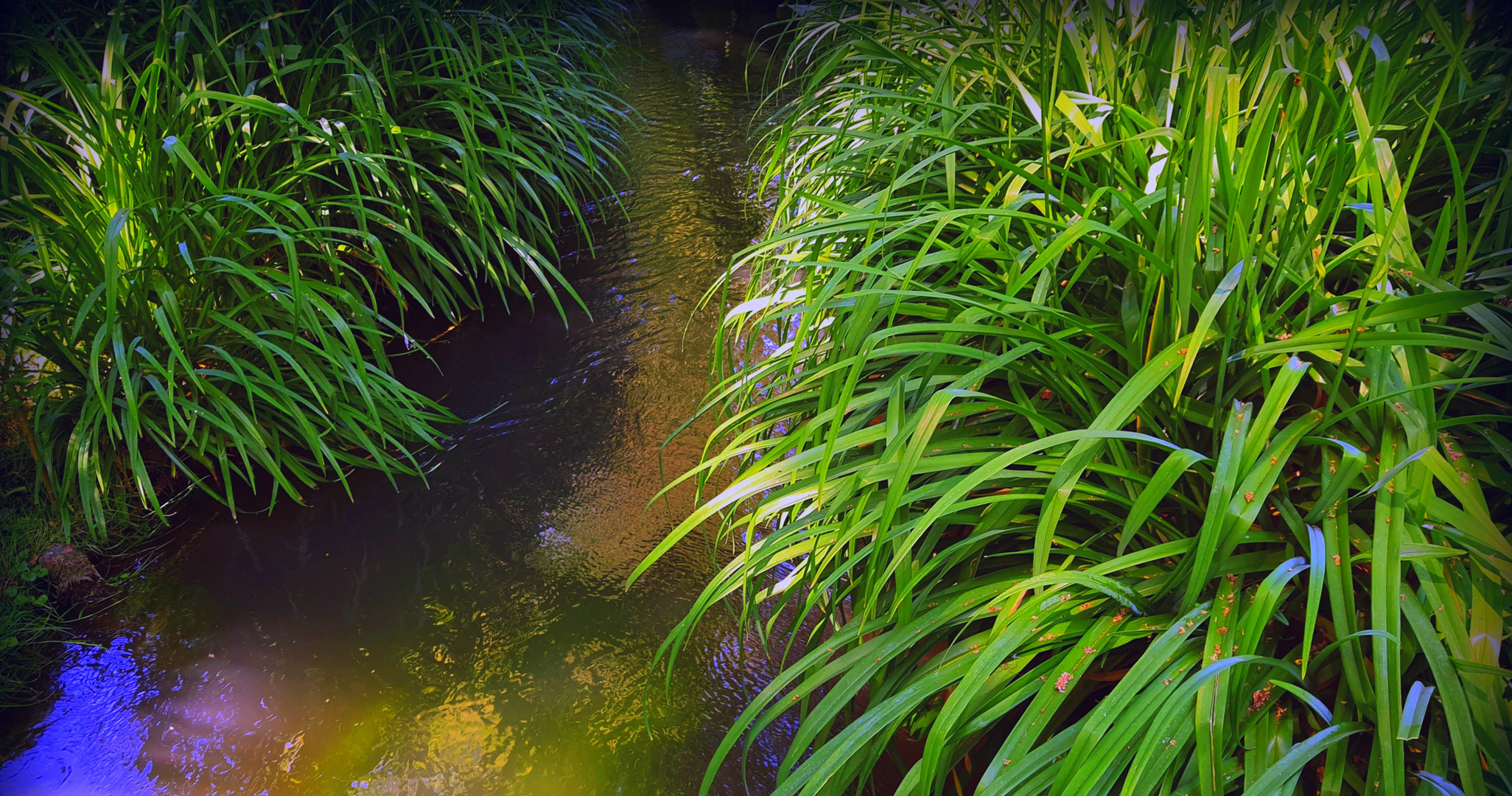 Dans le jardin de Claude MONET / GIVERNY/2