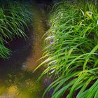 Dans le jardin de Claude MONET / GIVERNY/2