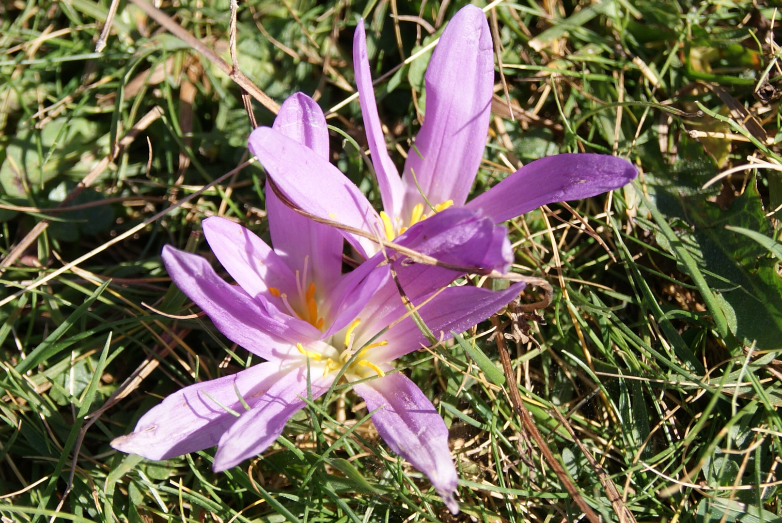 dans le jardin de Gavarnie