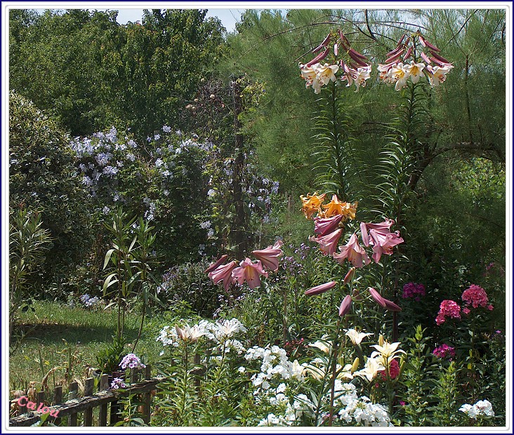 Dans le jardin d'ma mère ....